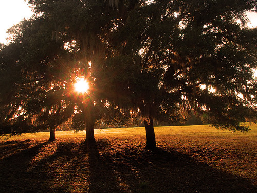sunset florida farm sunburst deland oaktrees northflorida olympusep1