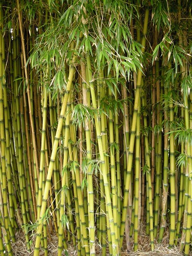 DSCN3891 South American Bamboo