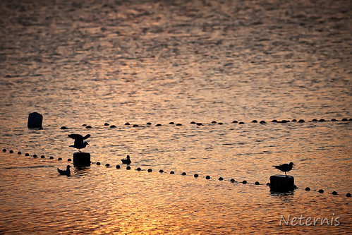 sunset sea lake abstract reflection bird water birds sunrise bayern bavaria see evening twilight wasser waves glow gull peaceful calm romance romantic late chiemsee wellen chiemgau