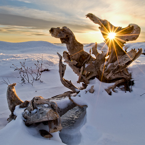 winter sunset usa snow ice shoreline driftwood sunburst mn lakesuperior 5milebeach enfuse treesnag