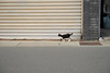 Photo：20110207 Shima 5 (Strolling) By BONGURI