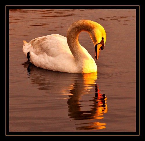 sun sunrise golden pond wildlife flickraward “flickraward5” “flickrawardgallery”