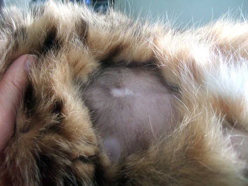For a short-haired cat