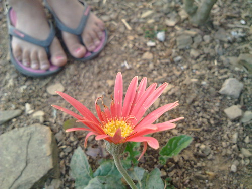 pink red flower feet little