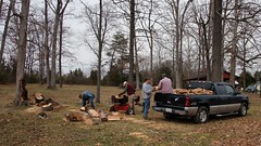 080/365: Monday, March 21, 2011: Fallen oak II
