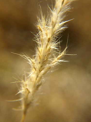 park macro fall nature barley yellow closeup focus wildlife wheat olympus kansas hint scottcity olympuse410