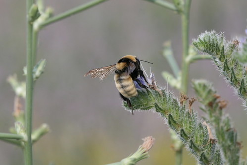 歐洲體型最大的大黃蜂（照片提供Göran Holmström/IUCN）。