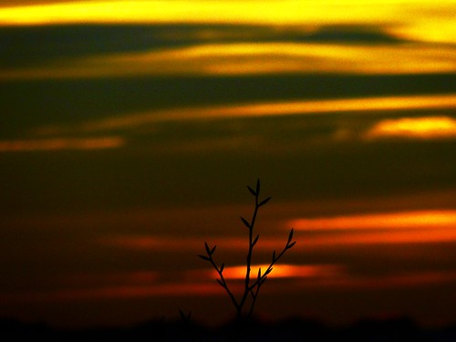 sunset tree colors tramonto albero foofighters colori campomaggiore