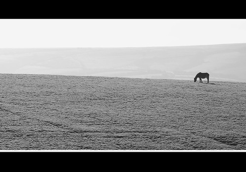 uk england horse nature animal landscape alone pony devon minimalism moor lynmouth moorland exmoor northdevon countisbury exmoorpony saariysqualitypictures