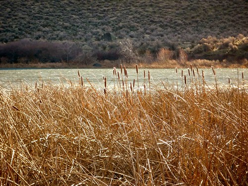 river reeds flora desert idaho cattails snakeriver melba celebrationpark guffeybutte