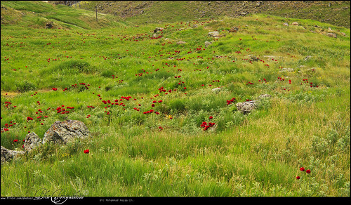 rock landscape iran mazandaran lar ایران plain copse irn شقایق مازندران دشت منظره صخره لار
