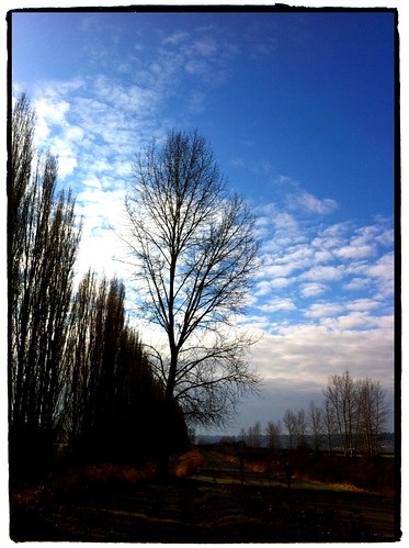 trees bluesky ip iphone 2011 iphoneography