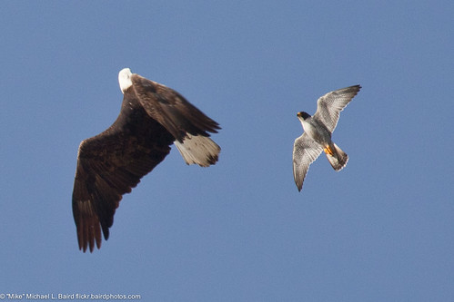 Peregrine Falcon (Falco peregrinus), defending its nest area,  gives chase to a Bald Eagle (Haliaeetus leucocephalus)Bai007MarBEglPFal.jpg 3 of 3