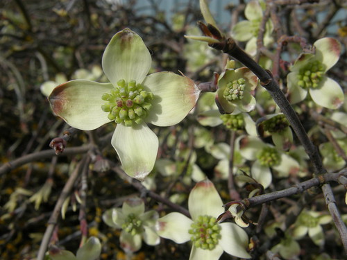 flowering dogwood wholesale branches