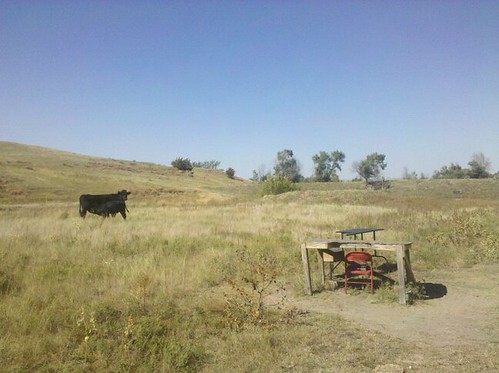 nebraska cows sutherland shootingrange