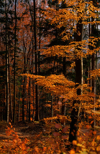 autumn fall leaf nikon fuji herbst f100 nikonf100 velvia leafs wald blätter farben goldene fujivelvia warme warmefarben goldenefarben