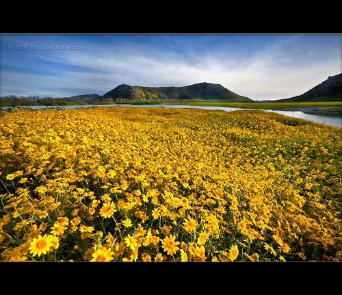 california flowers sky yellow landscape spring wildflowers lakeview morenovalley sanjacintowildlifearea