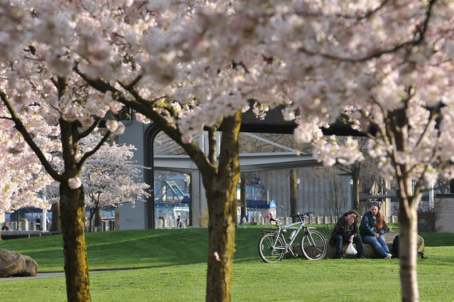 Cherry blossoms in Waterfront Park-18-17