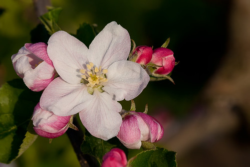 macro wet closeup drops blossom nat dew bloesem dauw appleblossom druppels appelbloesem bracom bramvanbroekhoven