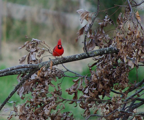 red bird cardinal vanburen arkansas