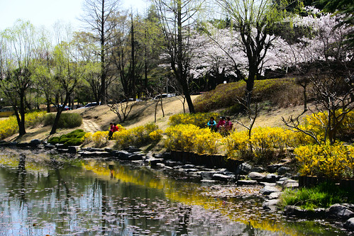 spring postech 벚꽃 봄 개나리 포스텍 캠퍼스 지곡연못
