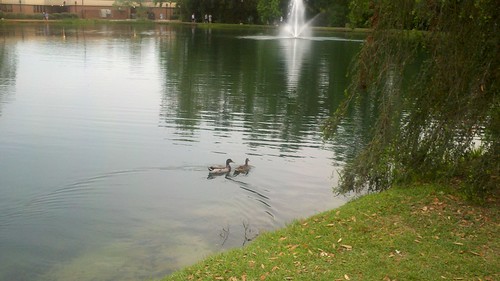 water grass ducks 1210 ao biology