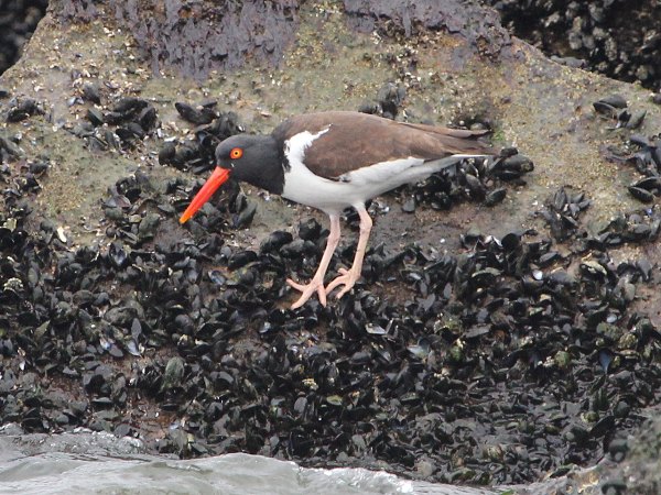 Photograph titled 'American Oystercatcher'