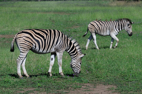 southafrica wildlife zebra d300 nikkor70200mmf28gedvrii