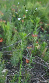 Common Flax plant