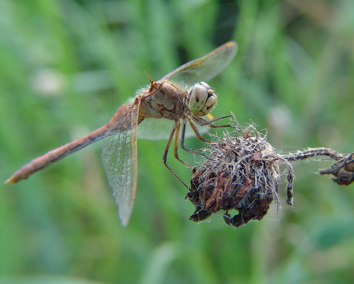 macro closeup wisconsin bug insect dragonfly sonydscf828 identified odonate