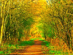 Walking in nature, Birnie walk —B4bees (Flickr.com)