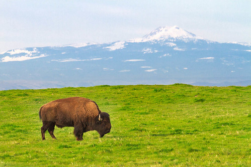 buffalo bison lassen mountlassen