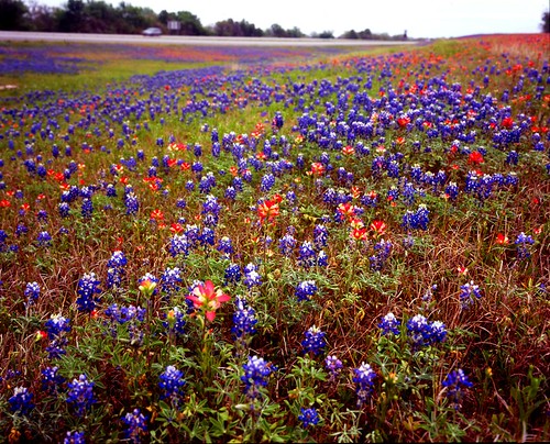 flower mamiya film mediumformat geotagged texas bluebonnet wildflower filmscan indianpaintbrush mamiya7ii texaswildfowers geo:lat=29653727878741222 geo:lon=9758146737847142