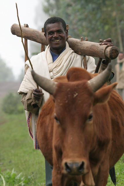 Ploughing in Ethiopia