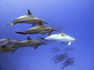 White Spinner Dolphin, Kona Hawaii