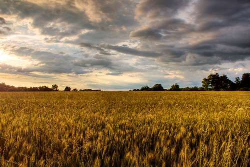 sunset sky clouds wheat northcarolina hdr wheatfield photomatixpro handheldhdr lateeveninglight efs1855mmf3556islens daviecountync canoneosrebelt1i