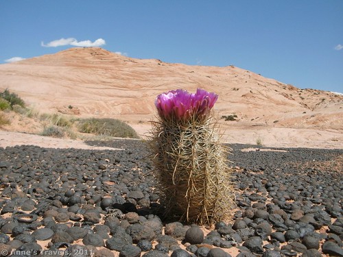 Blooming cacti above the Zebra Slots in Grand Staircase-Escalante, Utah