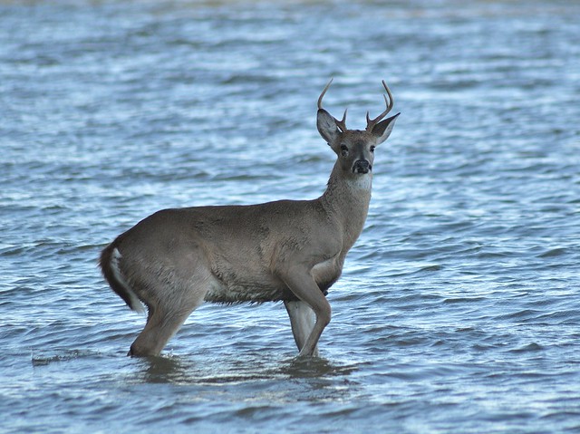 A deer cooling off in the river at Chippokes Plantation State Park