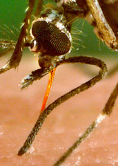 Aedes aegypti bloodfeeding detail proboscis CDC Ga…