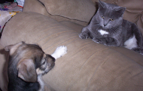2005 cats animals bojingles
