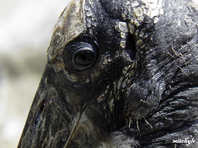 Wood Stork's Eye