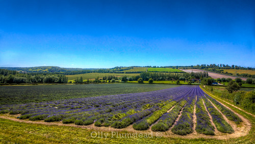 blue summer sky hot field june shop landscape early kent warm purple perspective lavender sunny rows hop olly eynsford plumstead