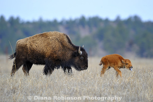 buffalo nebraska calf bison niobrarariver bisoncalf fortniobraranationalwildliferefuge valentinenebraska nikond3sdianarobinson