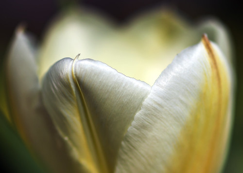 flowers abstract macro 50mm colorado tulips fortcollins e30 csu