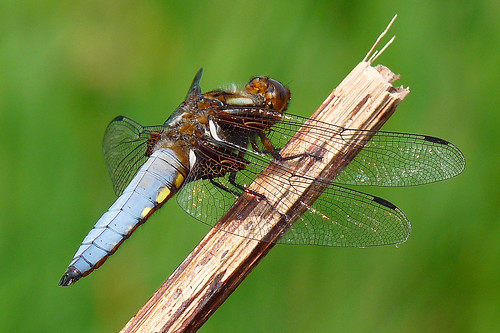 dragonfly chaser broadbodied