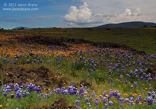 california flowers spring wildflowers lupine tablemountain goldfields buttecounty