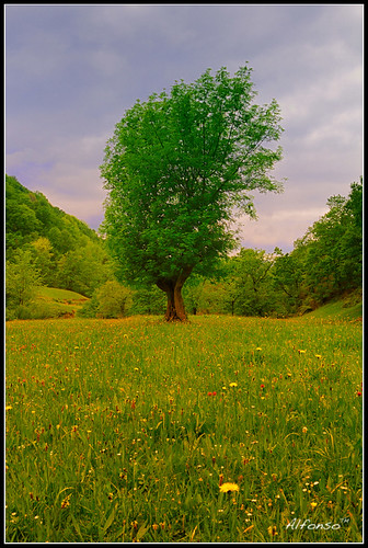 primavera arbol colores cantabria pradera pisueña nikon2470f28