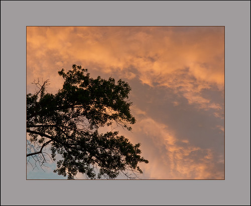 sunset oak olympus zuiko e5 zd 1454mm treeparts project365136