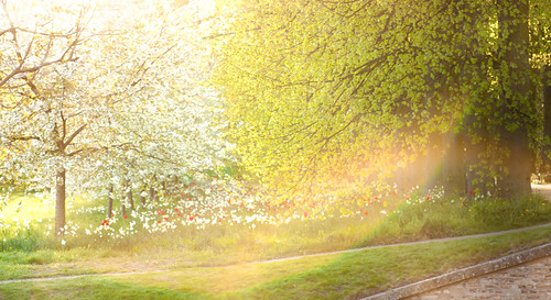 cambridge light sunset sun college spring rainbow university tulips blossom joy meadow trinity flare blossoming sprouts daffodils absolute franticindolence