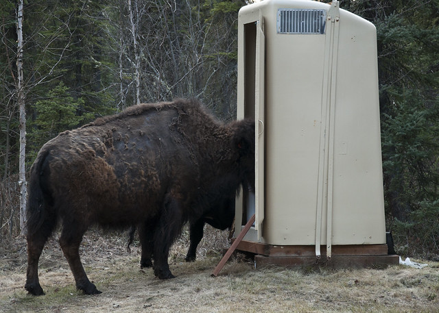 Of Course There Is A Bison In The Outhouse